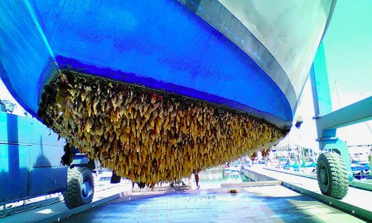 Guida alla scelta dell'antivegetativa